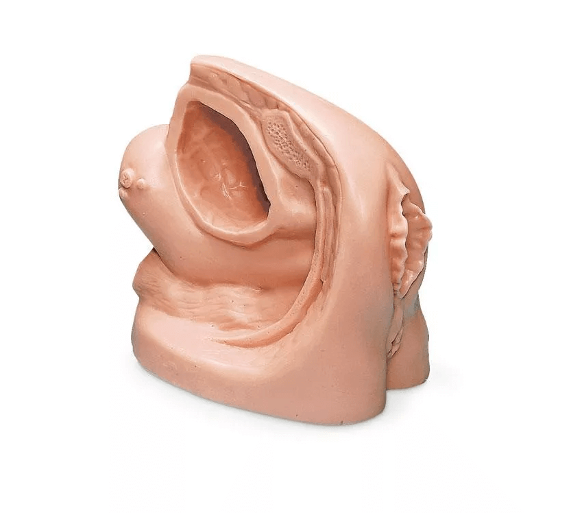 Weibliches Katheterisierungsmodell - Erler - Zimmer